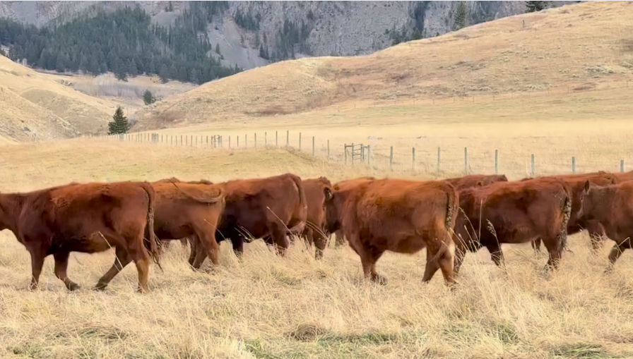 1 Iron – Home Raised – May 1 for 60 days!- BH1110C5